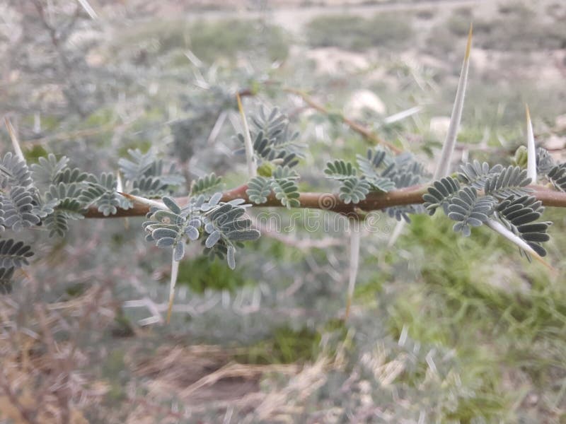 Close-up of Sidr tree. spiny tree branches, green trees and plants stock photography