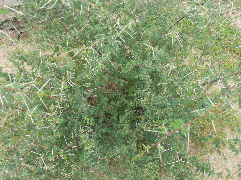 Close-up of Sidr tree. spiny tree branches, green trees and plants stock photo