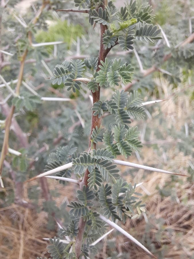 Close-up of Sidr tree. spiny tree branches, green trees and plants royalty free stock photo