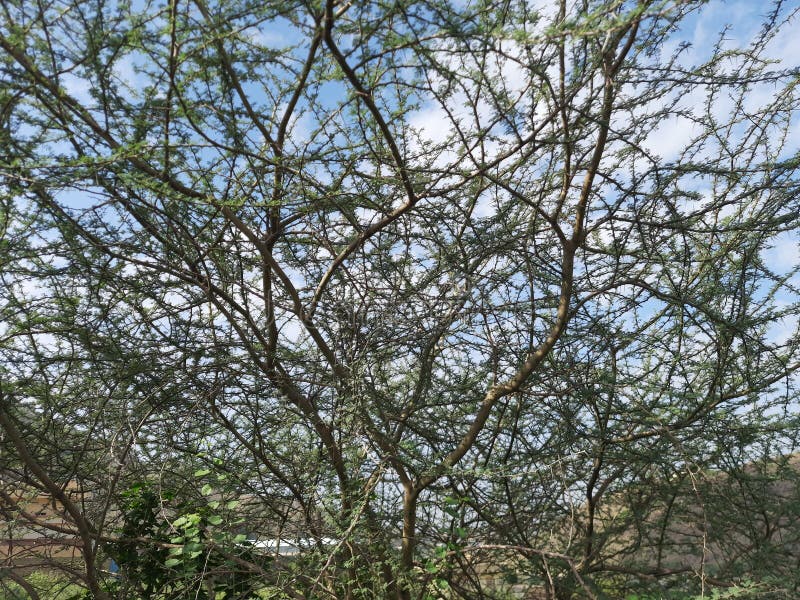 Close-up of Sidr tree. spiny tree branches, green trees and plants royalty free stock image