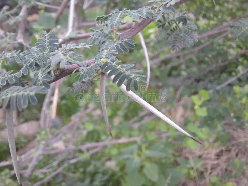 Close-up of Sidr tree. spiny tree branches, green trees and plants stock photo