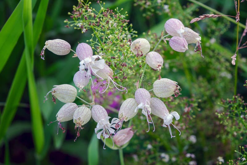 Silene vulgaris, bladder campion or maidenstears, is plant species of genus Silene of family Caryophyllaceae