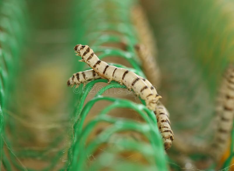 Close up of silkworm stock photo. Image of cocoon, silk 49702434