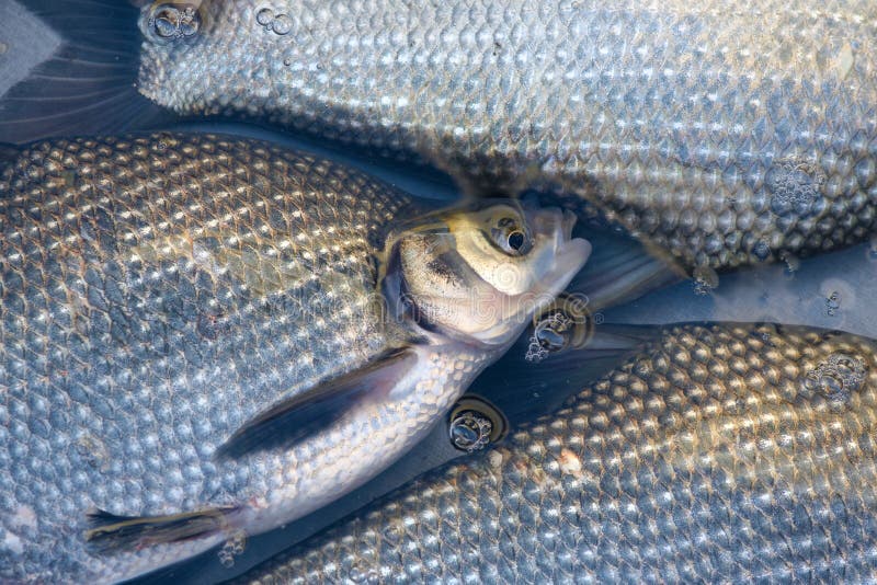 Silvery pomfret stock image. Image of butterfish, eating 29764687