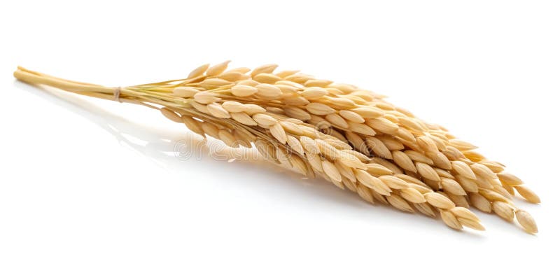Close Up of a Single Rice Ear Isolated On White Background royalty free illustration