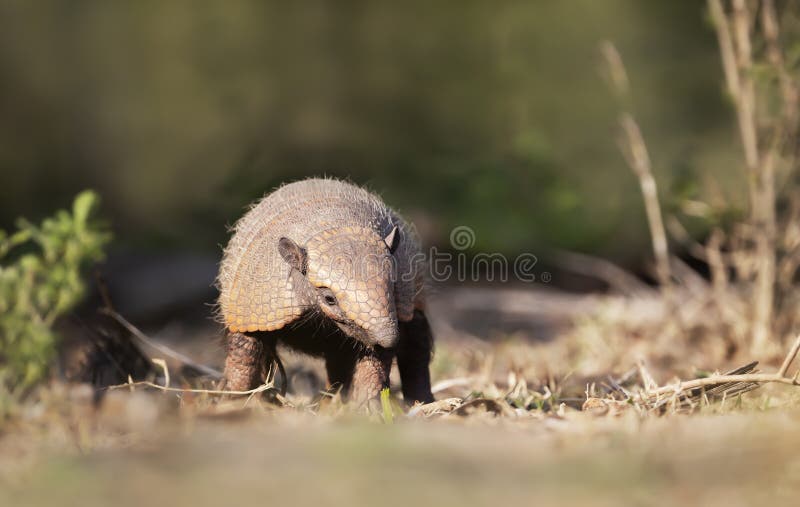 banded Armadillo Eating Palm Fruit Stock Image Biology Diagrams