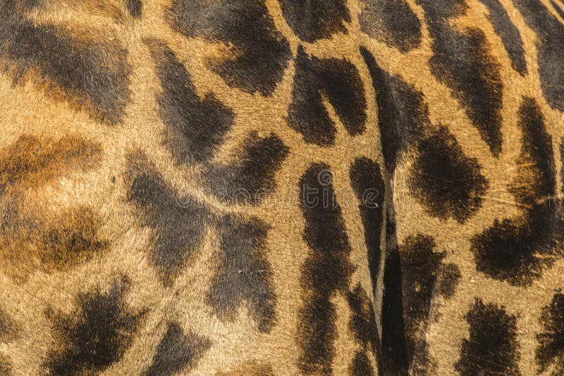 Close-up of skin of a Masai giraffe