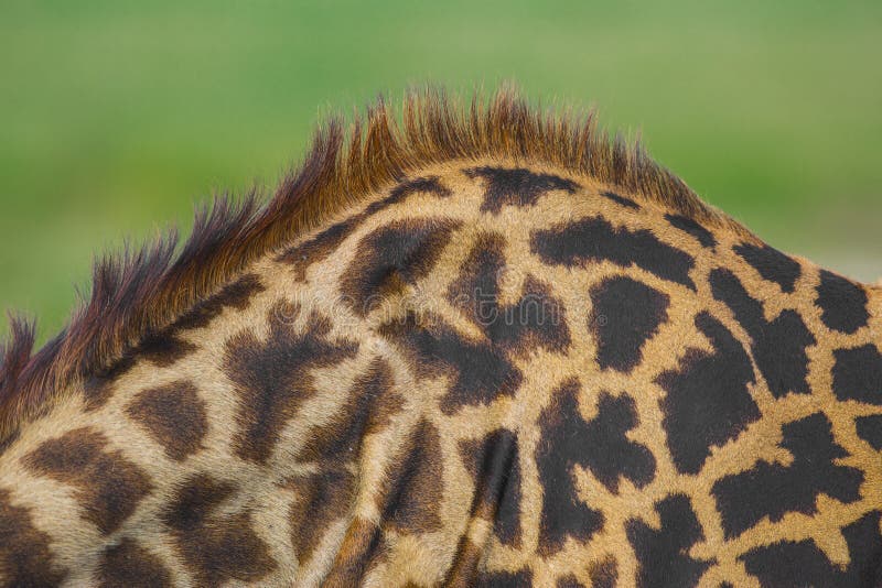 Close-up of skin of a Masai giraffe