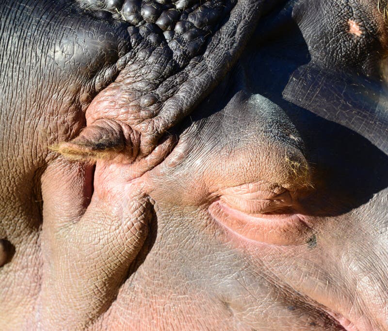 Close up of a sleeping hippopotamus stock images.