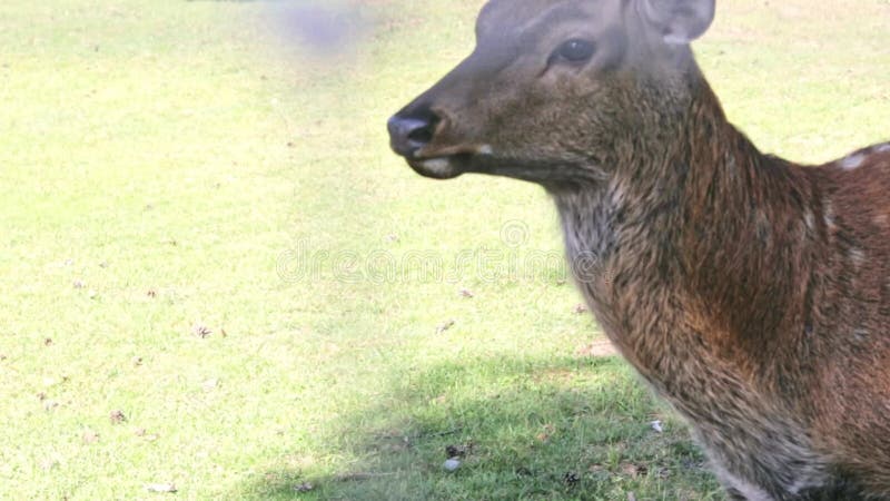 Close Up Slow Motion Footage of the Water Drops Falling into the Leaves