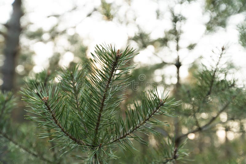 Close up slow moving shot of pine tree`s needles - Green forest of Baltic country Latvia stock photo Close up slow moving shot of pine tree`s needles - Green forest of Baltic country Latvia stock photo