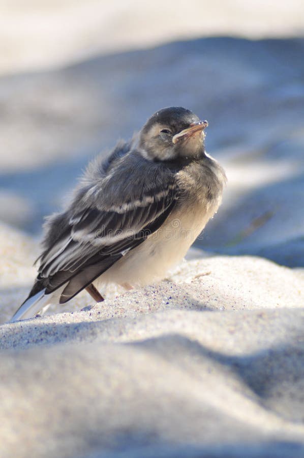 Small bird on the sand royalty free stock photos