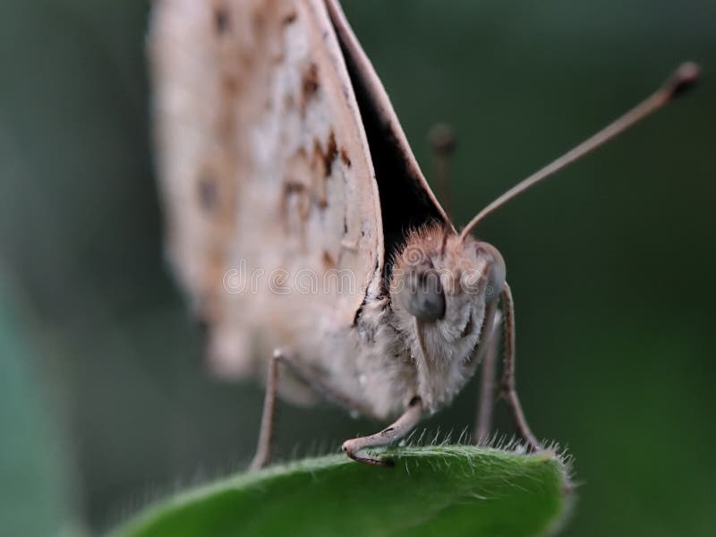 A close-up of a small brown butterfly with delicate patterns resting on a green leaf. Natural beauty, insect macro. stock image