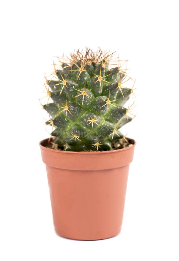 Close Up Of Small Cactus  Houseplant In Pot  Stock Image 