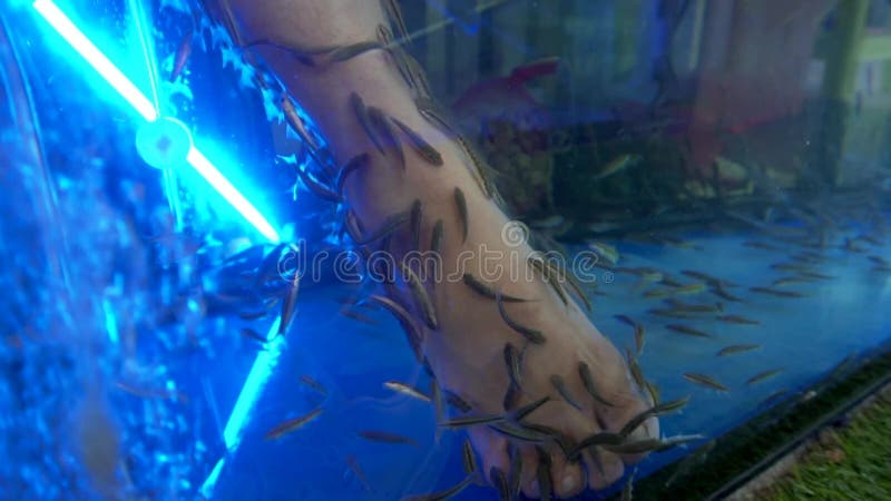 A Relaxing Massage with Small Fish during a Peeling. Stock Footage