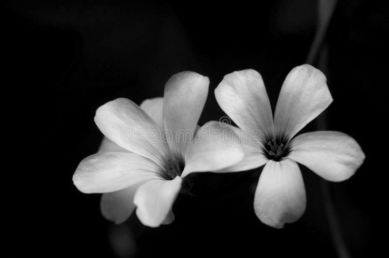 Close Up Small on Black and White Photography Stock Image - Image of petal: 144075449