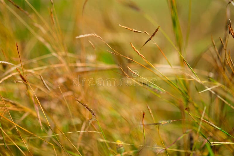 Close Up Small Grass In The Morning Stock Image - Image of small, field