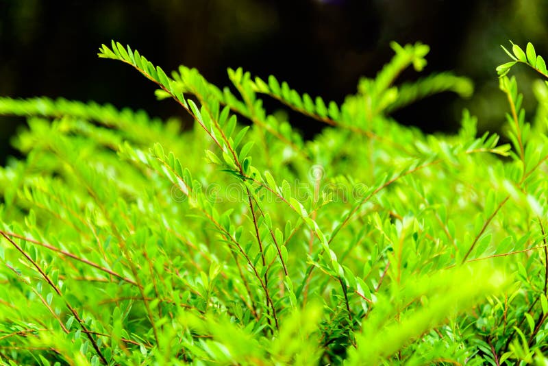 Close Up of Small Green Leaf with Natural Light, Abstract Green Leaves