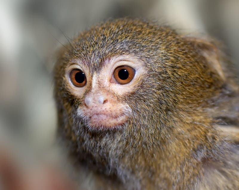 Close-up of a small monkey