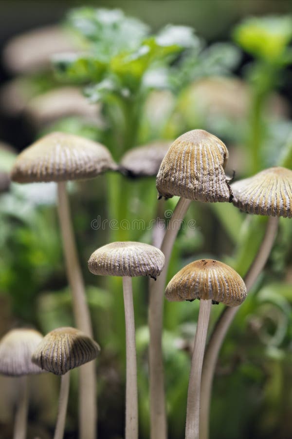 Close Up of Small Mushrooms Stock Photo Image of pcilocybe, natural