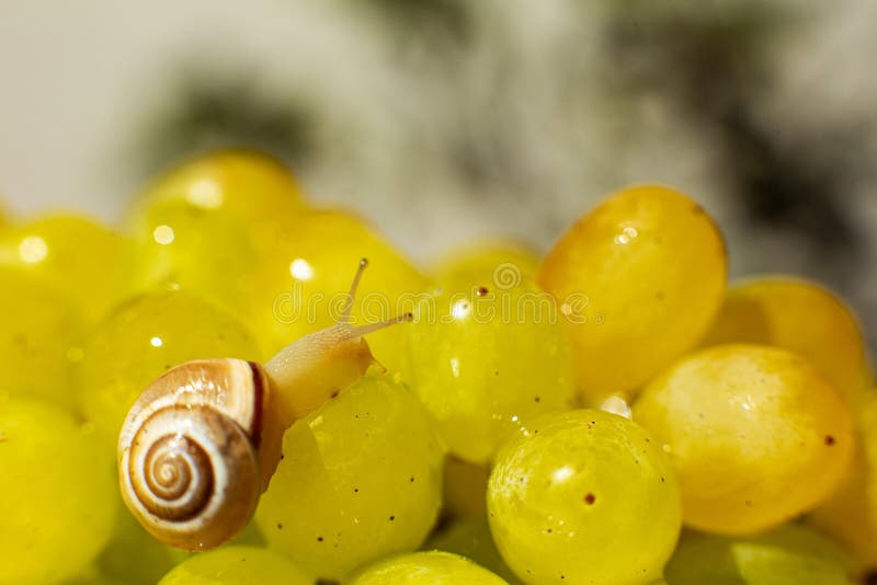 Closeup of a Small Snail Crawling Over Grapes Quiche Mish Stock Image