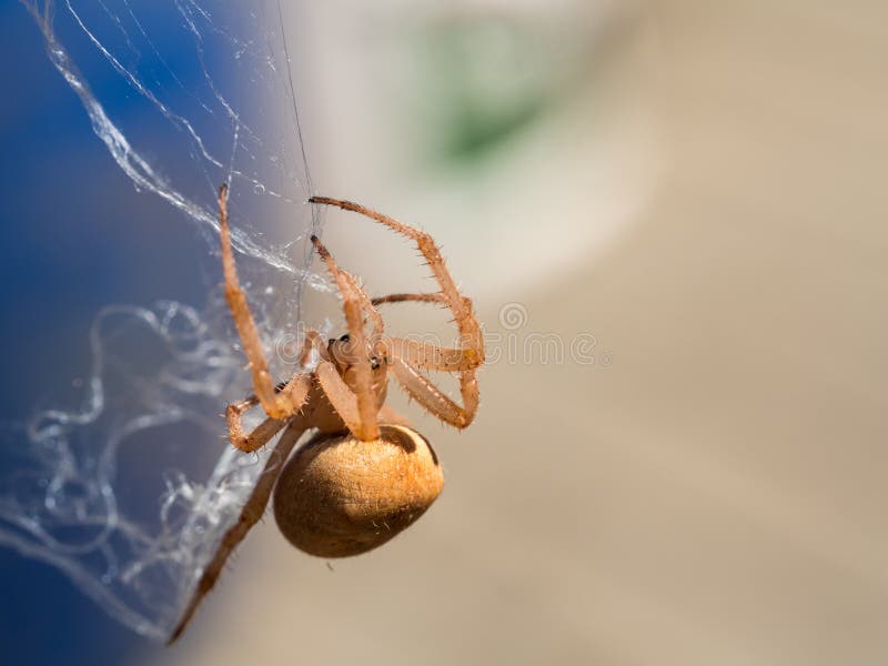 Close-up of small spider weaving its web. Macro photography of a small spider that is weaving its web. Additional RAW file format is available for download stock photography Close-up of small spider weaving its web. Macro photography of a small spider that is weaving its web. Additional RAW file format is available for download stock photography