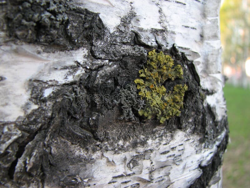 Close up of small spot of green moss on a birch trunk. Selective focus royalty free stock images Close up of small spot of green moss on a birch trunk. Selective focus royalty free stock images