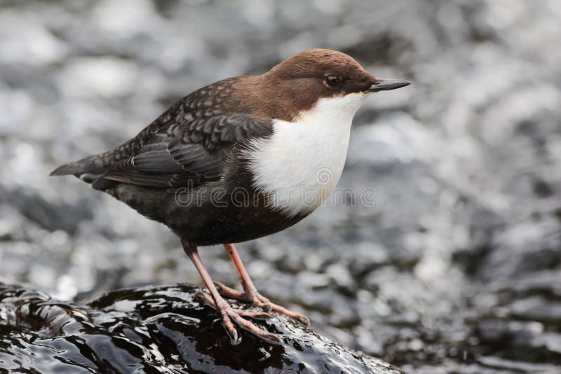 White-throated Dipper, Cinclus cinclus, standing on a rock in the mountain river with water in the background.