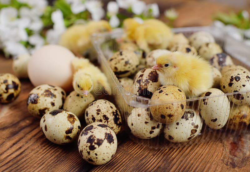 Closeup of Small Yellow Chickens or Quail Chicks in Plastic Packaging