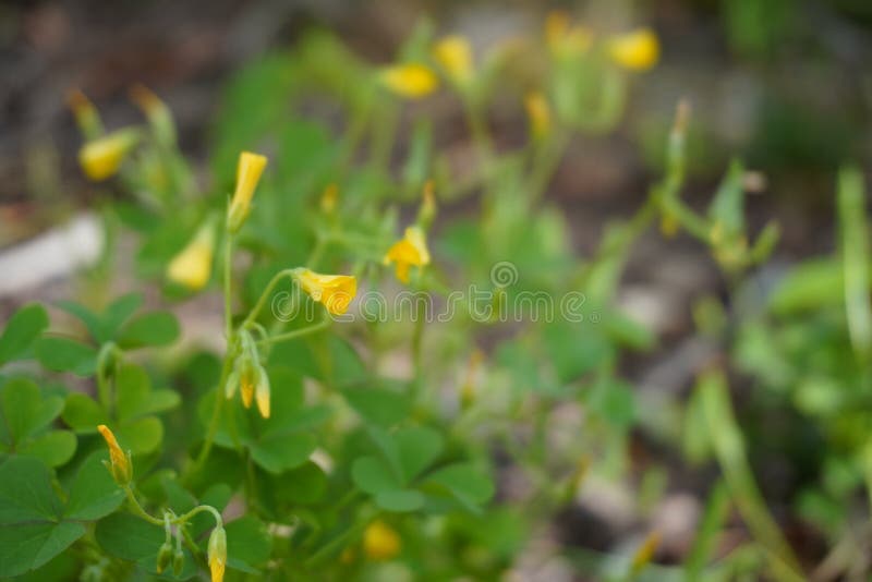 Closeup of Small Yellow Flowers in a Yard with a Soft Focus Stock