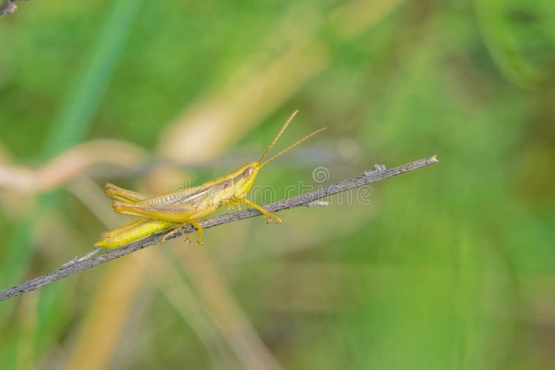 Yellow locust stock photo. Image of insect, wildlife 271848528