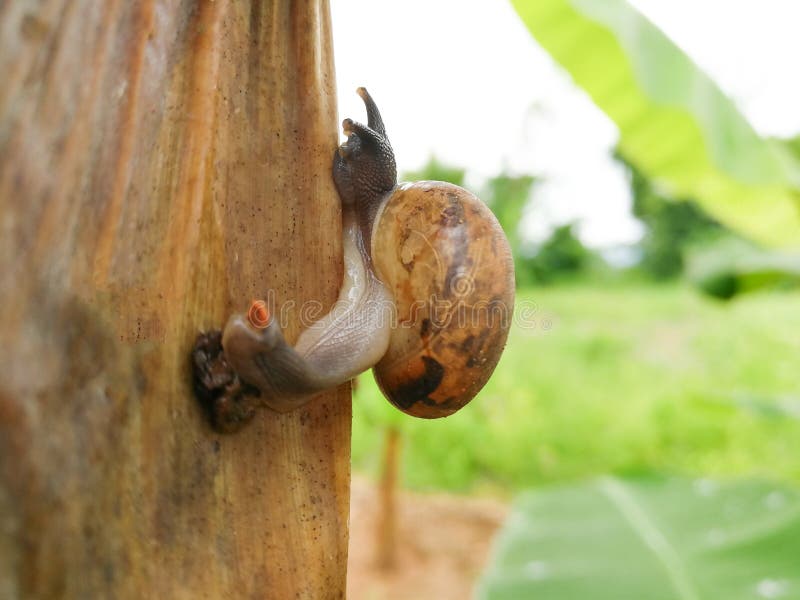 Close up of a snail on a branch