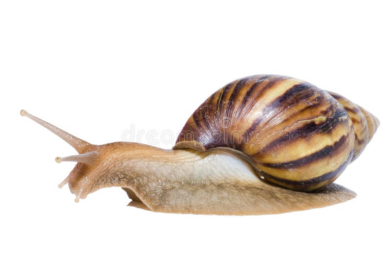 Close up of Snail isolated on white background.