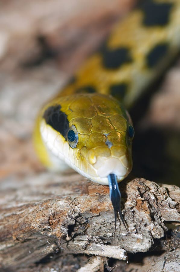 Close-up of a snake