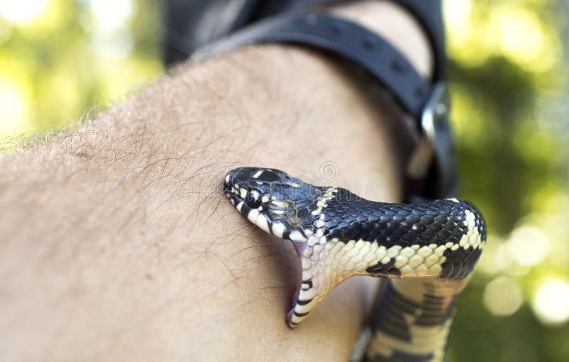 snake pet