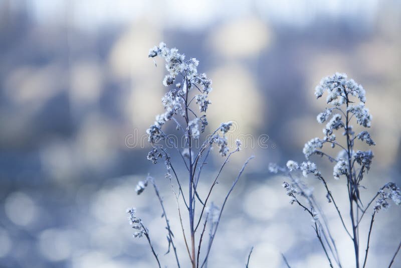 Close-up snow-covered bloemen op vage de winterachtergrond royalty-vrije stock foto's Close-up snow-covered bloemen op vage de winterachtergrond royalty-vrije stock foto's