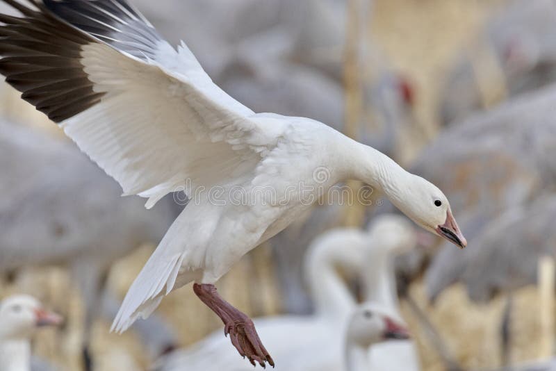 Close up of Snow Goose on a smooth landing