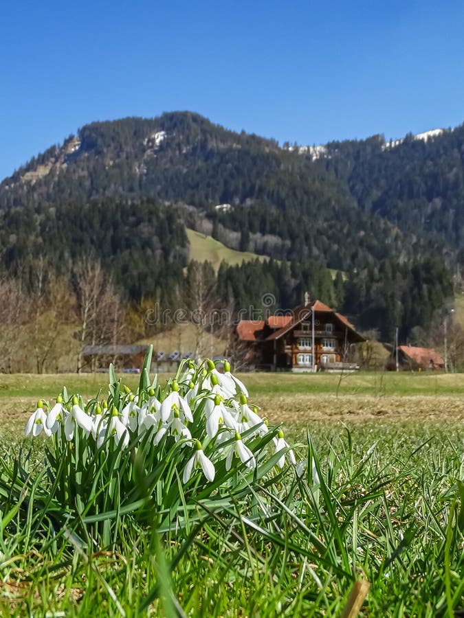 Close Up of Snowdrop Flowers in Front of Swiss Alps Stock Photo Image