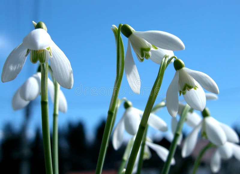 Close-up - Snowdrops foto de stock