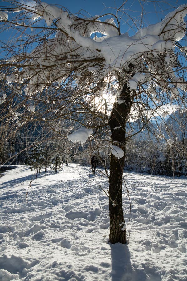 Close Up On Snowy Covered Nude Trees In Julian Alps In Blue Sky In Winter Season Stock Image