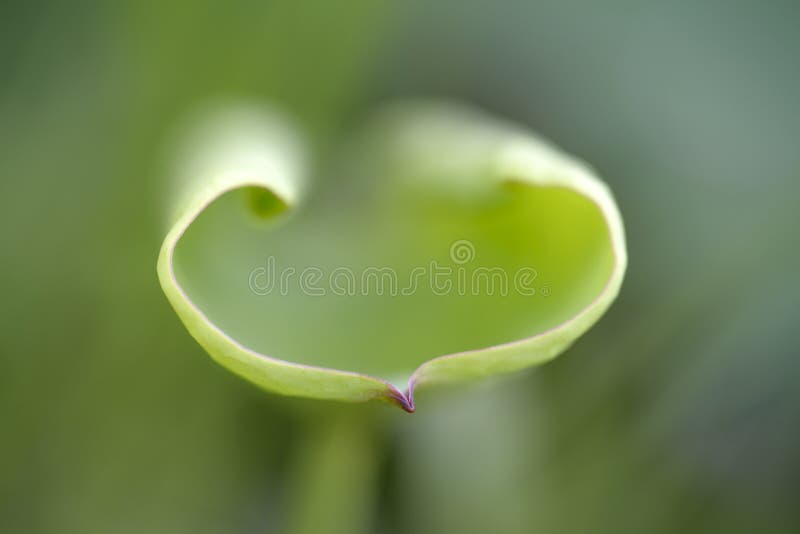 Close up of lotus young leaf texture. Concept clean layout stock images, royalty-free photos and pictures