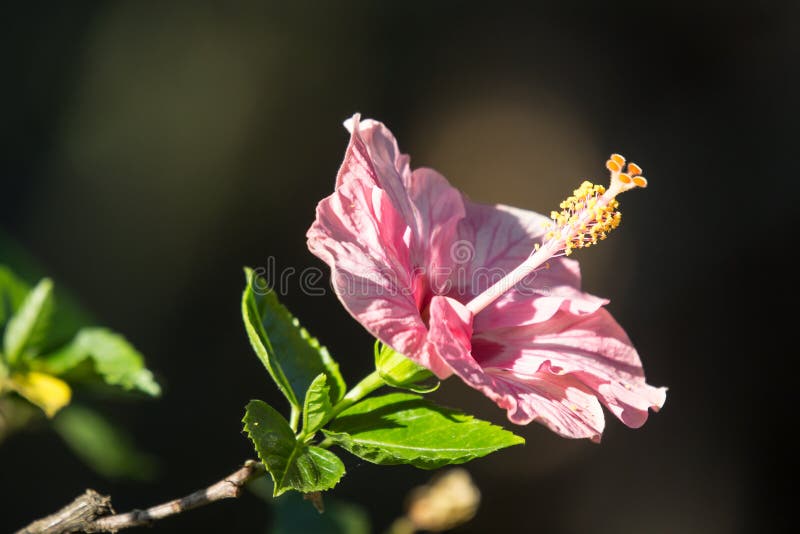 Close up of Soft Pink Hibiscus rosa-sinensis royalty free stock photo Close up of Soft Pink Hibiscus rosa-sinensis royalty free stock photo