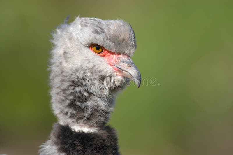 Close-up of a Southern Screamer