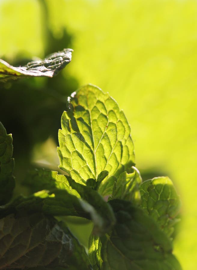 Close up of spicy flavored and aromatic mint leaf stock photo