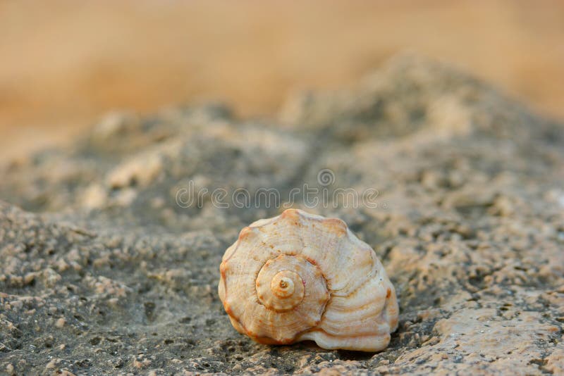 Close-up of spiral sea shell on the coast rock