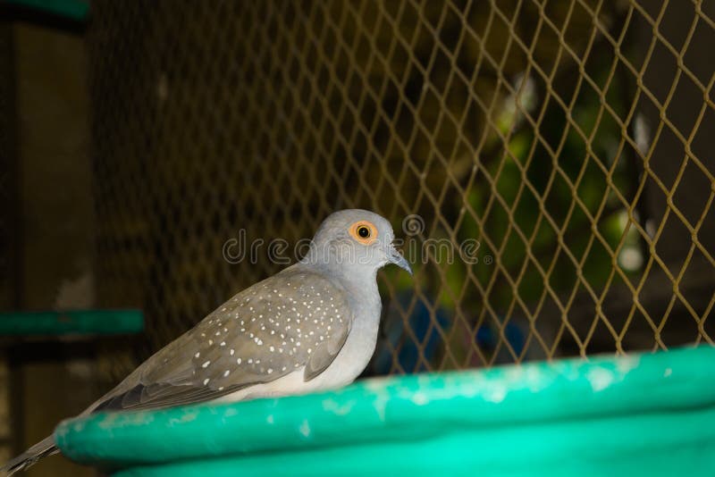 Close up of spotted dove in a cage royalty free stock photography Close up of spotted dove in a cage royalty free stock photography