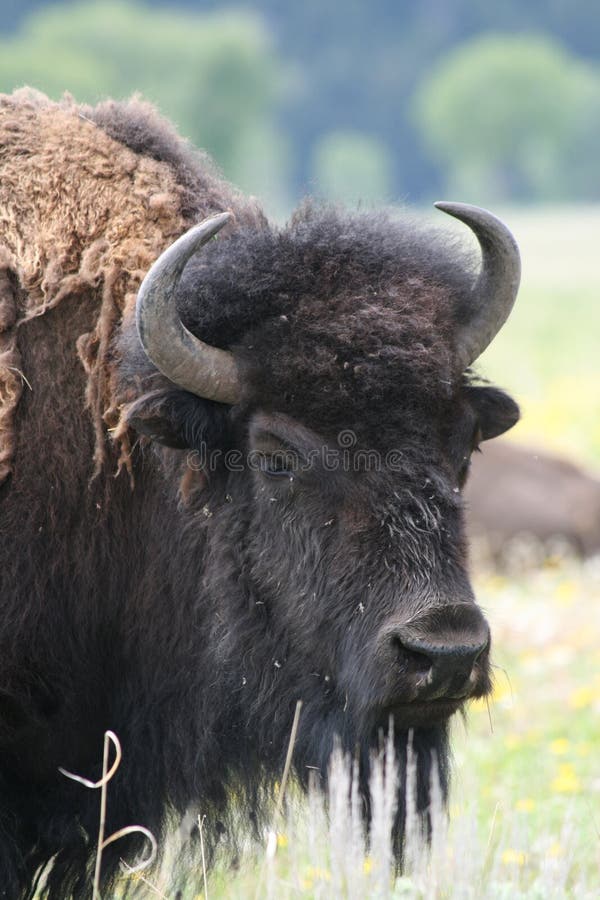 Close up of spring buffalo, grand tetons wyoming