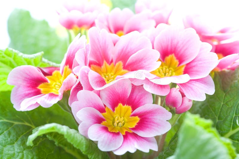 Close-up of a spring pink flower