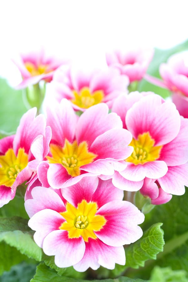 Close-up of a spring pink flower