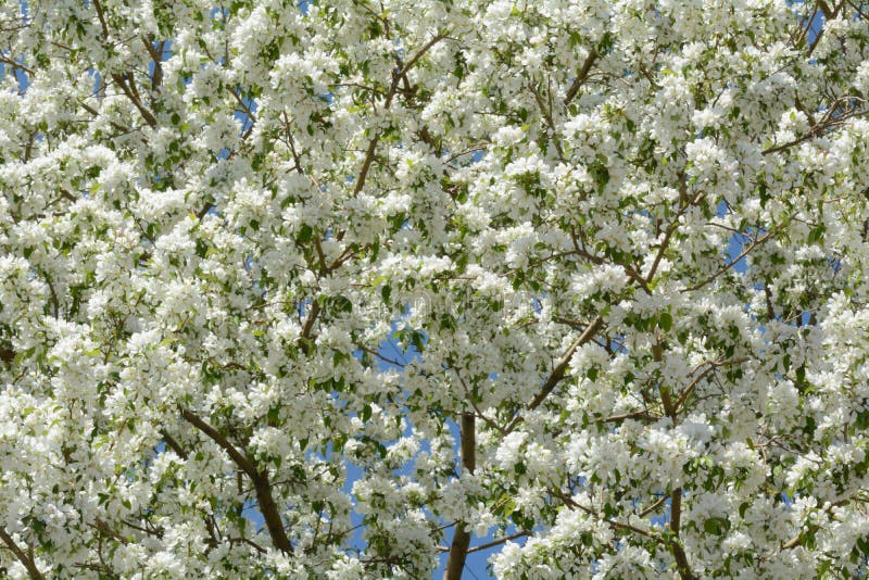 White Crabapple Flowers In Spring Stock Image - Image of blue, tree ...